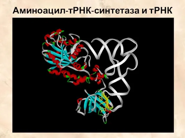 Аминоацил-тРНК-синтетаза и тРНК
