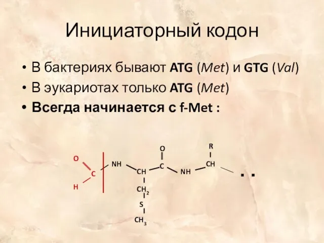 Инициаторный кодон В бактериях бывают ATG (Met) и GTG (Val) В эукариотах