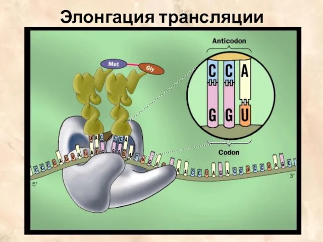 Элонгация трансляции