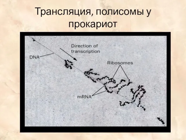 Трансляция, полисомы у прокариот