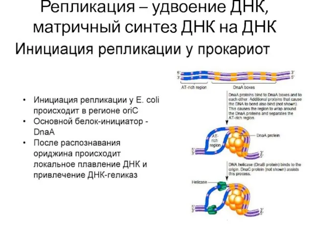 Репликация – удвоение ДНК, матричный синтез ДНК на ДНК