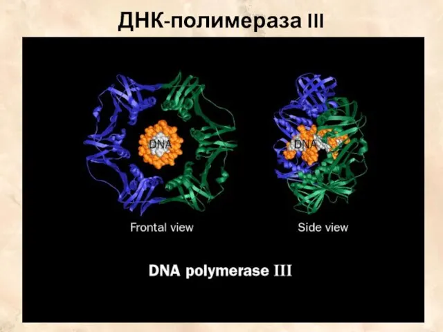 ДНК-полимераза III