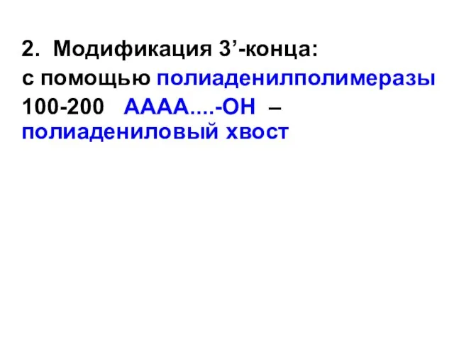 2. Модификация 3’-конца: с помощью полиаденилполимеразы 100-200 АААА....-ОН – полиадениловый хвост