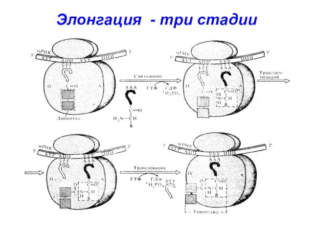 Элонгация - три стадии