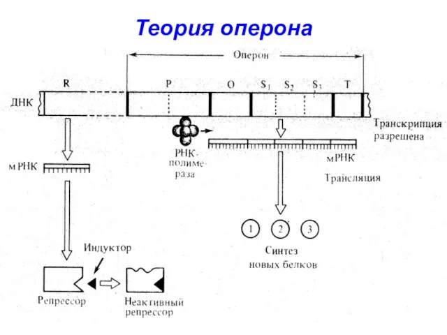 Теория оперона