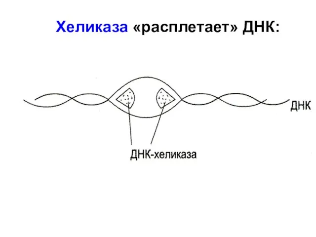 Хеликаза «расплетает» ДНК: