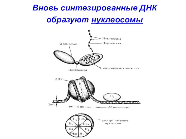 Вновь синтезированные ДНК образуют нуклеосомы