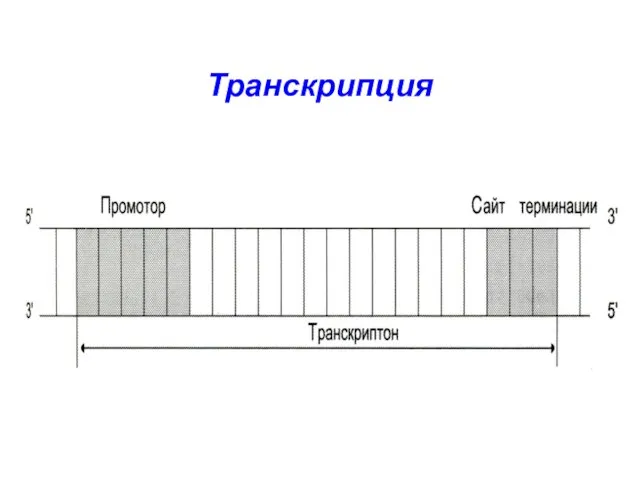 Транскрипция