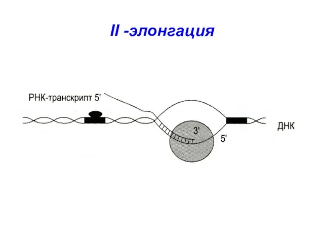 II -элонгация