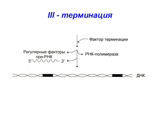 III - терминация