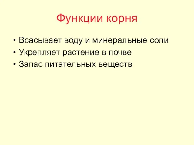 Функции корня Всасывает воду и минеральные соли Укрепляет растение в почве Запас питательных веществ