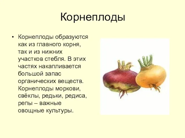 Корнеплоды Корнеплоды образуются как из главного корня, так и из нижних участков