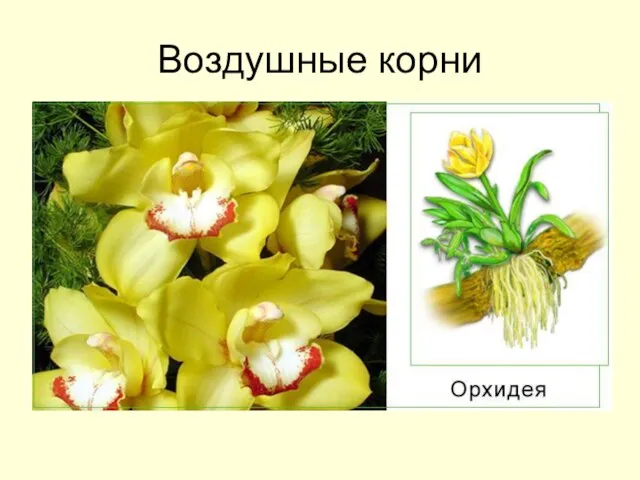 Воздушные корни