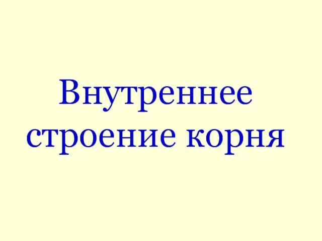 Внутреннее строение корня