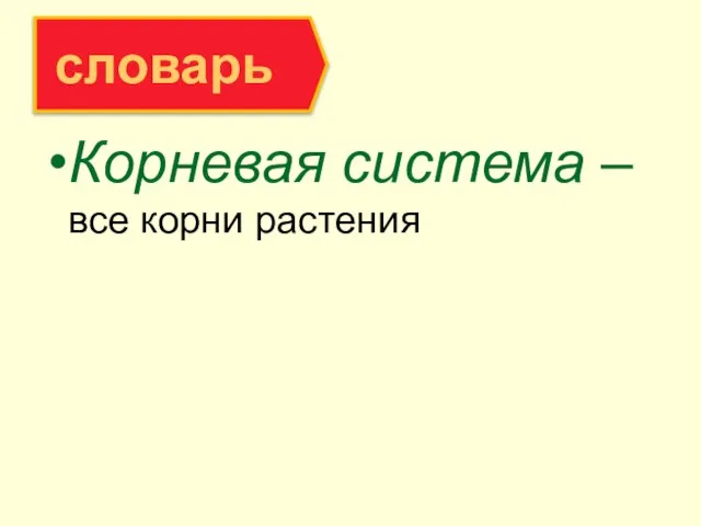 Корневая система – все корни растения словарь