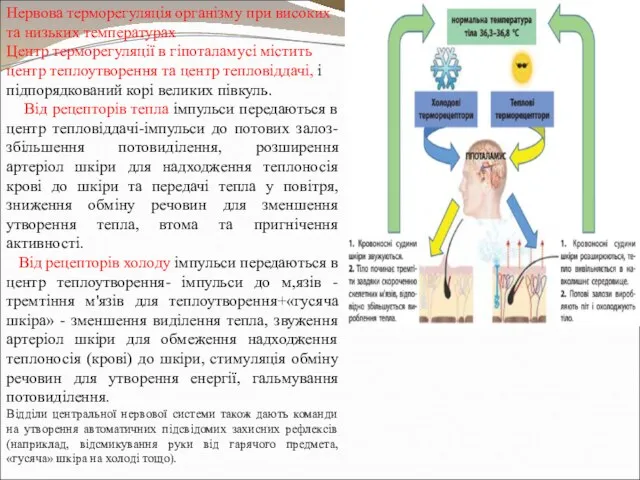 Нервова терморегуляція організму при високих та низьких температурах Центр терморегуляції в гіпоталамусі