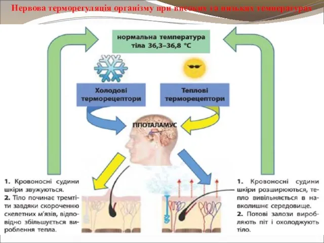 Нервова терморегуляція організму при високих та низьких температурах