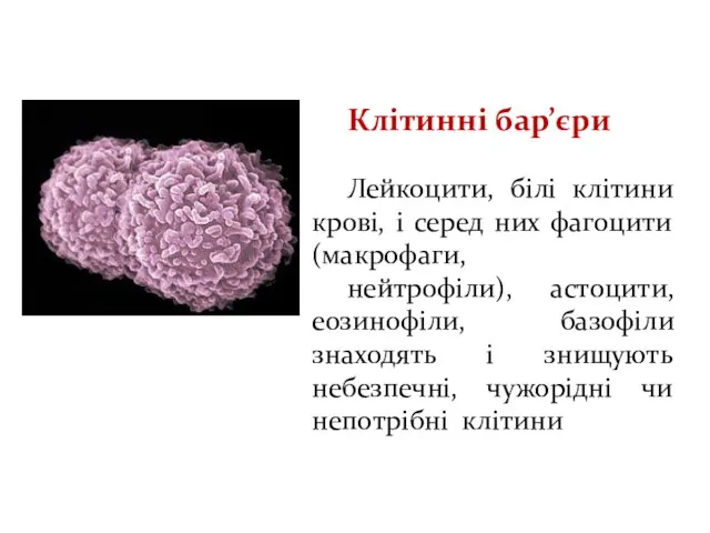 Клітинні бар’єри Лейкоцити, білі клітини крові, і серед них фагоцити (макрофаги, нейтрофіли),