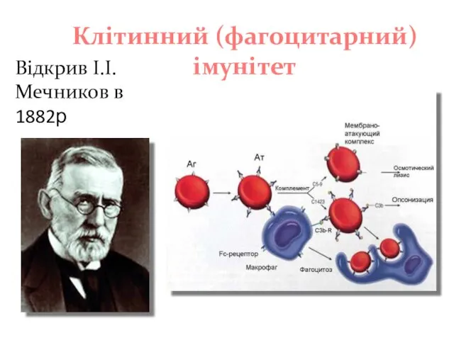 Клітинний (фагоцитарний) імунітет Відкрив І.І.Мечников в 1882р