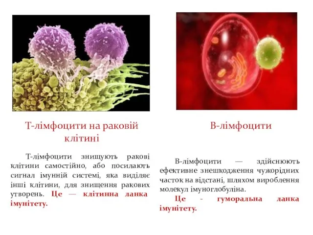 Т-лімфоцити на раковій клітині Т-лімфоцити знищують ракові клітини самостійно, або посилають сигнал