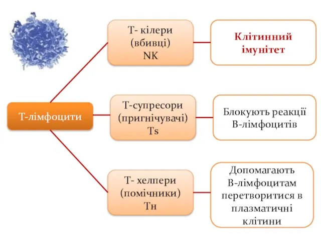 Т-лімфоцити Т- кілери (вбивці) NK Т-супресори (пригнічувачі) Тs Т- хелпери (помічники) Tн
