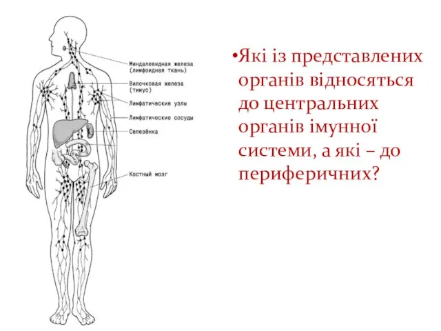 Які із представлених органів відносяться до центральних органів імунної системи, а які – до периферичних?
