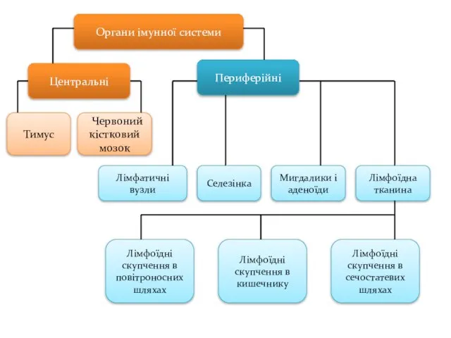 Органи імунної системи Центральні Периферійні Тимус Червоний кістковий мозок Лімфатичні вузли Селезінка