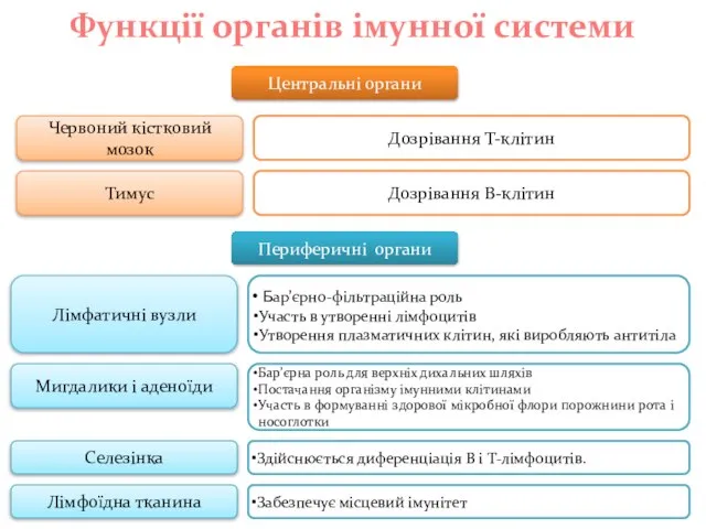 Центральні органи Функції органів імунної системи Периферичні органи Червоний кістковий мозок Тимус