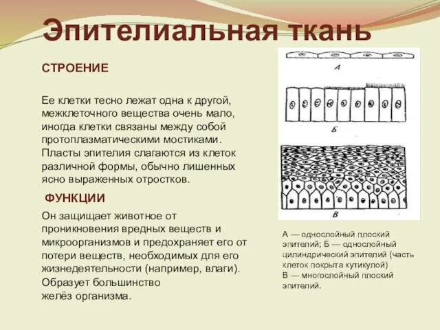 Эпителиальная ткань СТРОЕНИЕ Ее клетки тесно лежат одна к другой, межклеточного вещества