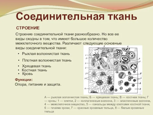 СТРОЕНИЕ Строение соединительной ткани разнообразно. Но все ее виды сходны в том,