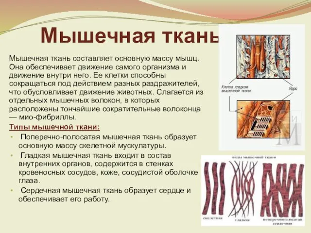 Мышечная ткань Мышечная ткань составляет основную массу мышц. Она обеспечивает движение самого