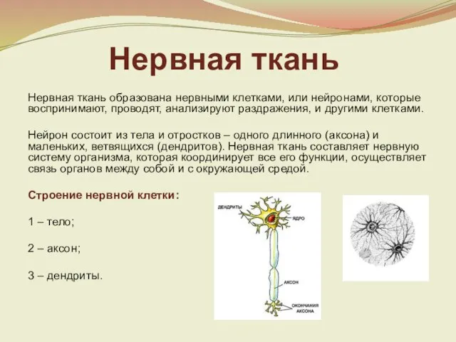 Нервная ткань Нервная ткань образована нервными клетками, или нейронами, которые воспринимают, проводят,