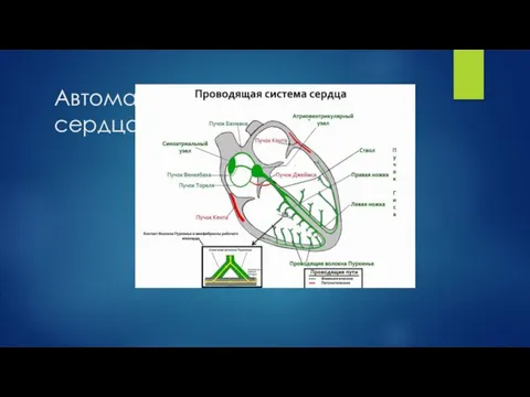 Автоматия . Проводящие пути сердца