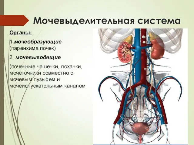 Мочевыделительная система Органы: 1.мочеобразующие (паренхима почек) 2. мочевыводящие (почечные чашечки, лоханки, мочеточники