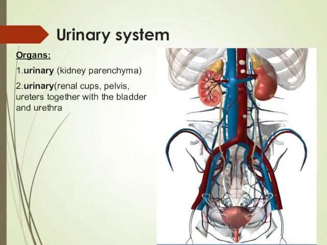 Urinary system Organs: 1.urinary (kidney parenchyma) 2.urinary(renal cups, pelvis, ureters together with the bladder and urethra