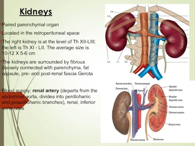 Kidneys Paired parenchymal organ Located in the retroperitoneal space The right kidney