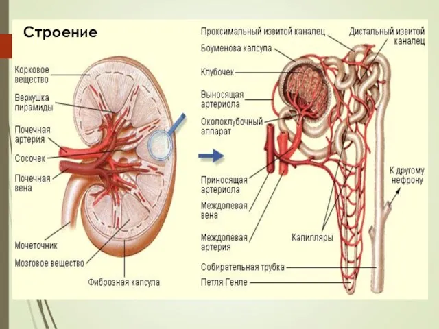 Строение