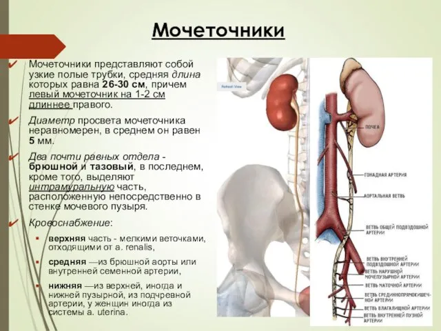 Мочеточники Мочеточники представляют собой узкие полые трубки, средняя длина которых равна 26-30