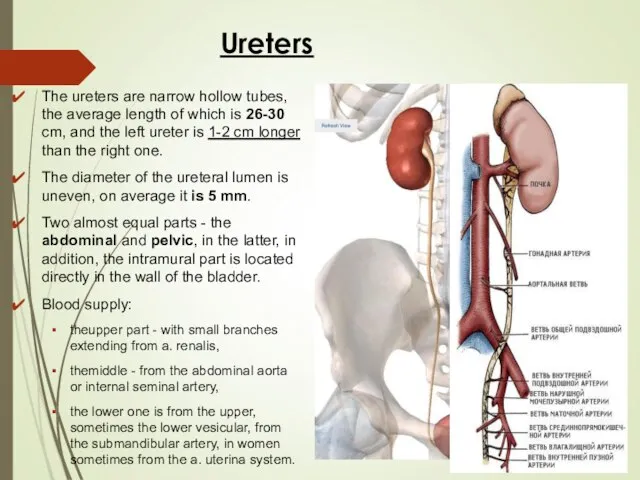 Ureters The ureters are narrow hollow tubes, the average length of which