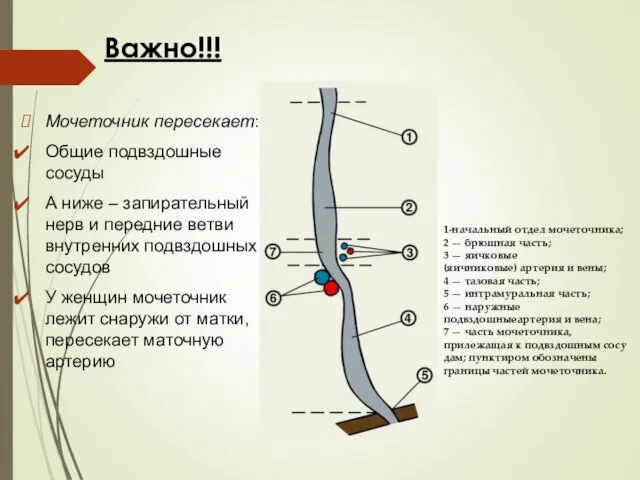 Важно!!! Мочеточник пересекает: Общие подвздошные сосуды А ниже – запирательный нерв и