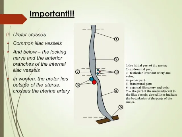 Important!!! Ureter crosses: Common iliac vessels And below – the locking nerve