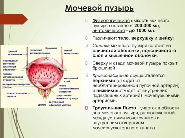 Мочевой пузырь Физиологическая емкость мочевого пузыря составляет 200-300 мл, анатомическая - до