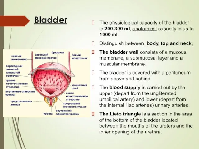 Bladder The physiological capacity of the bladder is 200-300 ml, anatomical capacity