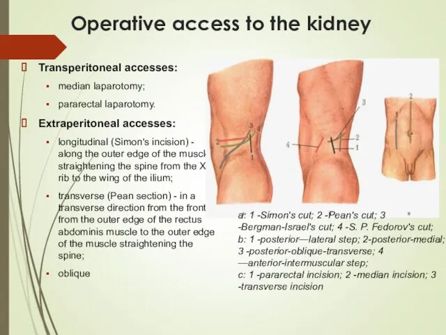 Operative access to the kidney Transperitoneal accesses: median laparotomy; pararectal laparotomy. Extraperitoneal