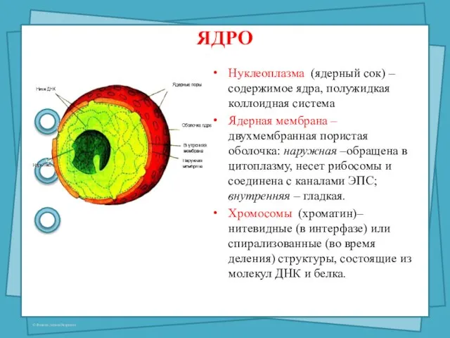 ЯДРО Нуклеоплазма (ядерный сок) – содержимое ядра, полужидкая коллоидная система Ядерная мембрана