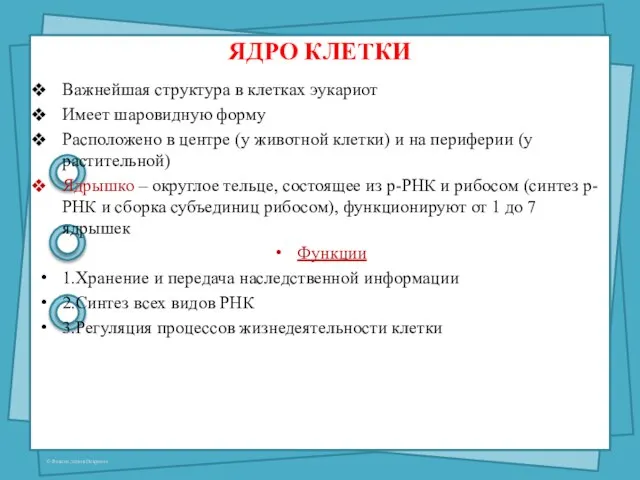 ЯДРО КЛЕТКИ Важнейшая структура в клетках эукариот Имеет шаровидную форму Расположено в