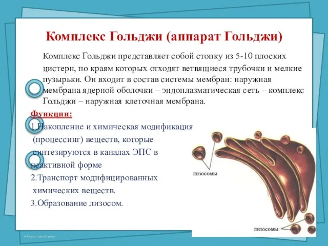 Комплекс Гольджи (аппарат Гольджи) Комплекс Гольджи представляет собой стопку из 5-10 плоских