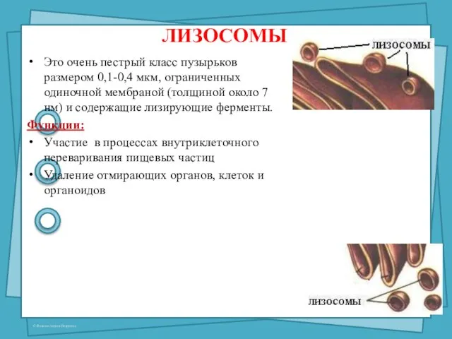 ЛИЗОСОМЫ Это очень пестрый класс пузырьков размером 0,1-0,4 мкм, ограниченных одиночной мембраной