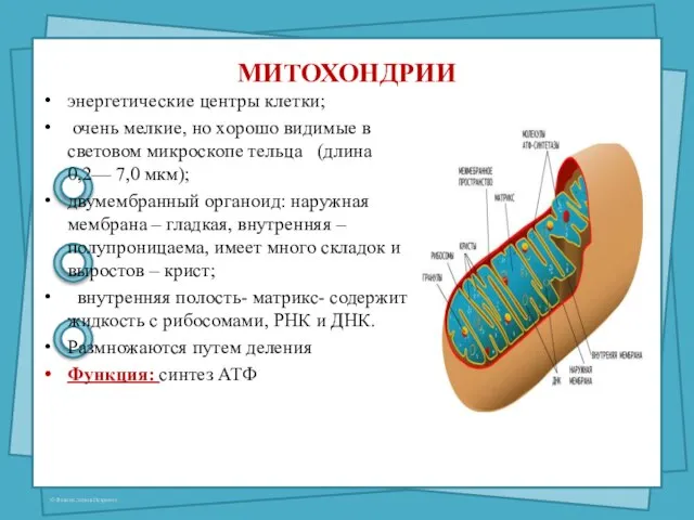 МИТОХОНДРИИ энергетические центры клетки; очень мелкие, но хорошо видимые в световом микроскопе