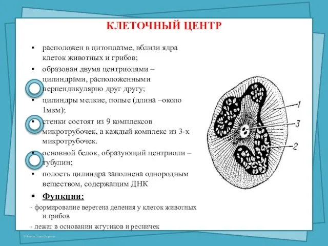 КЛЕТОЧНЫЙ ЦЕНТР расположен в цитоплазме, вблизи ядра клеток животных и грибов; образован